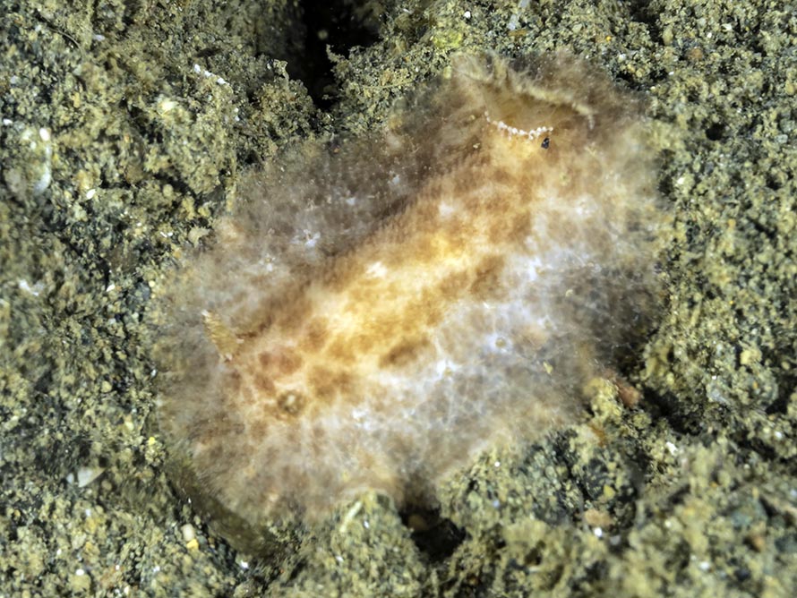 Discodorid sp. H